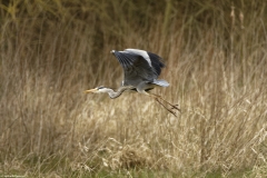 Grey Heron in Flight