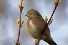 Male Linnet