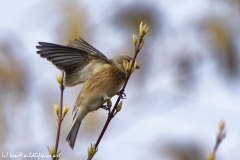 Female Linnet