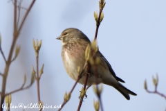 Male linnet