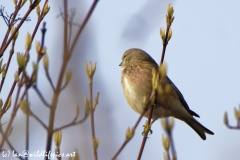 Male linnet