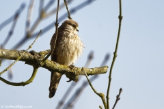 Female Kestrel in a Tree