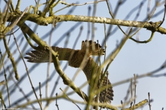 Female Kestrel in Flight