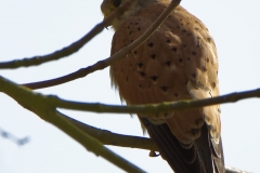 Male Kestrel in Tree