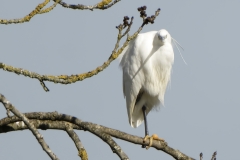 Little Egret in Tree