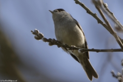 Blackcap in Tree