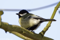 Great Tit in Tree