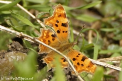 Easter Cooma Butterfly