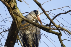 Grey Heron in Tree