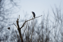 Grey Heron in Tree