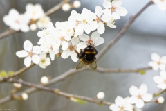 Bumblebee in Blossom