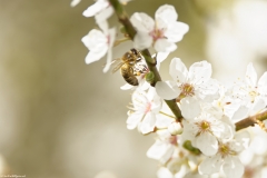 Honey Bee in Blossom