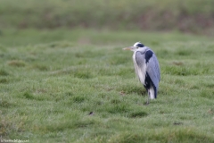 Grey Heron