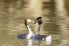 Great Crested Grebes Courtship Dance Closeup