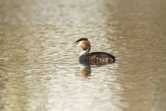 Great Crested Grebe