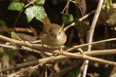 Wren