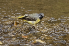 Male Grey Wagtail in River