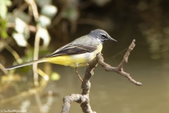 Male Grey Wagtail on branch over River