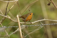 Robin Front view