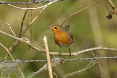 Robin Front view