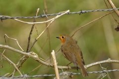 Robin Back view