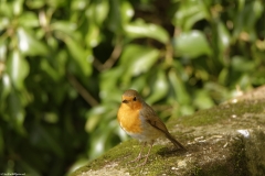 Robin Front view