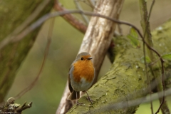 Robin Front view