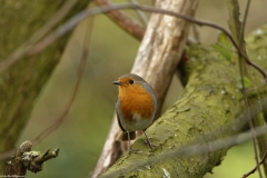 Robin Front view