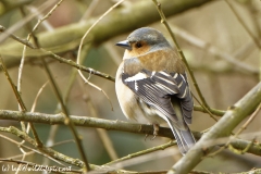 Male Chaffinch in Tree