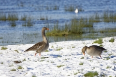 Greylag Goose