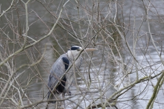 Grey Heron