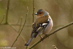 Male Chaffinch Back View in Tree