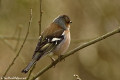 Male Chaffinch Side View in Tree