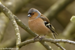 Male Chaffinch Front View in Tree