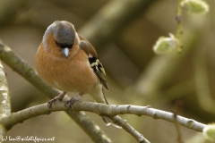 Male Chaffinch Front View in Tree