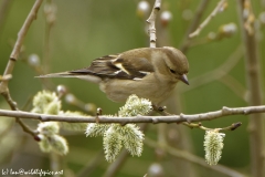 Female Chaffinch in Tree