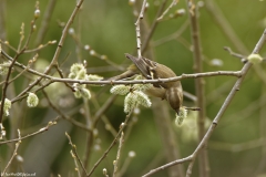 Female Chaffinch Feeding  in Tree