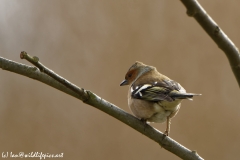 Male Chaffinch Back View in Tree