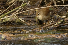 Wren on River Bank