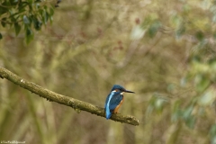 Male Kingfisher Back View on Branch over River