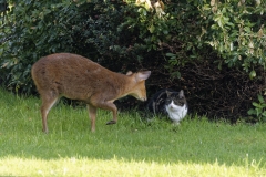 Muntjac & Cat