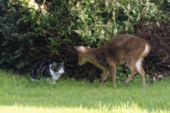 Muntjac & Cat