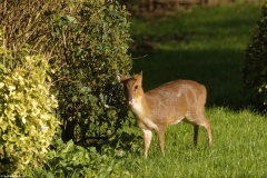 Muntjac