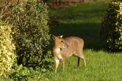 Muntjac