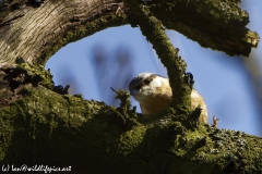 Nuthatch in a Tree Front View