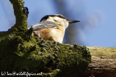 Nuthatch in a Tree Side View