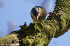 Nuthatch in a Tree Front View