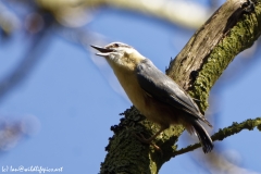 Nuthatch in a Tree Back View