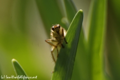 Cricket Sticking it's Tongue out on a Leaf Front View