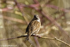 Dunnock Back View on a Branch